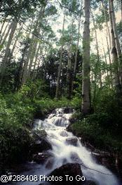 Waterfall in aspen grove